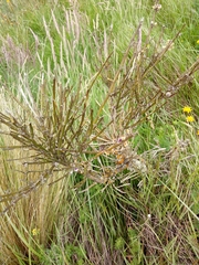 Carmichaelia australis