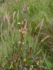 Carmichaelia australis