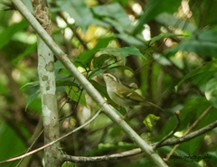 Phylloscopus reguloides