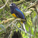 White-tailed Trogon - Photo (c) Dave Wendelken, some rights reserved (CC BY-NC), uploaded by Dave Wendelken
