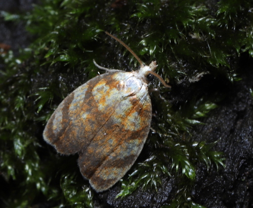 Red-edged Acleris Moth photo 2