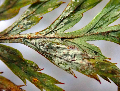 Badimiella pteridophila image