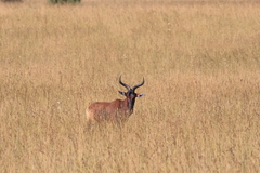 Alcelaphus buselaphus swaynei