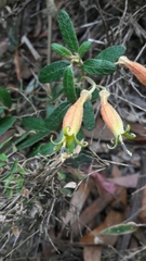 Siphocampylus columnae