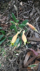 Siphocampylus columnae