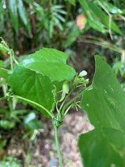Zehneria