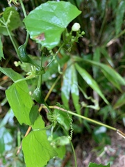 Zehneria