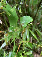 Zehneria