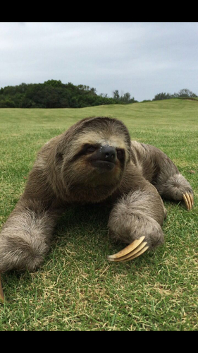 Brown-throated Three-toed Sloth, photo 6 of 7