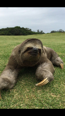 Brown-Throated Sloth photo 5