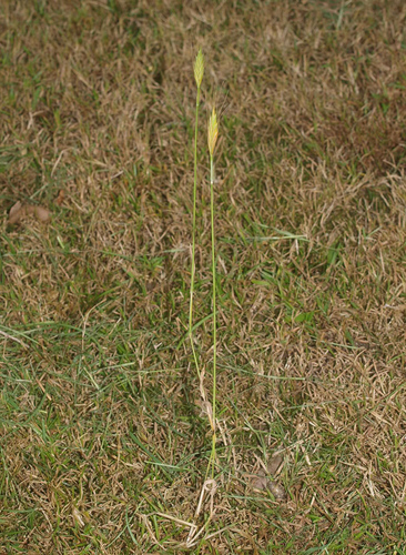 Vulpia bromoides iNat (1)
