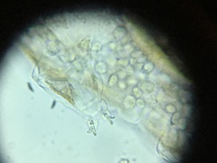 Mesobiotus
