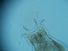 Mesobiotus