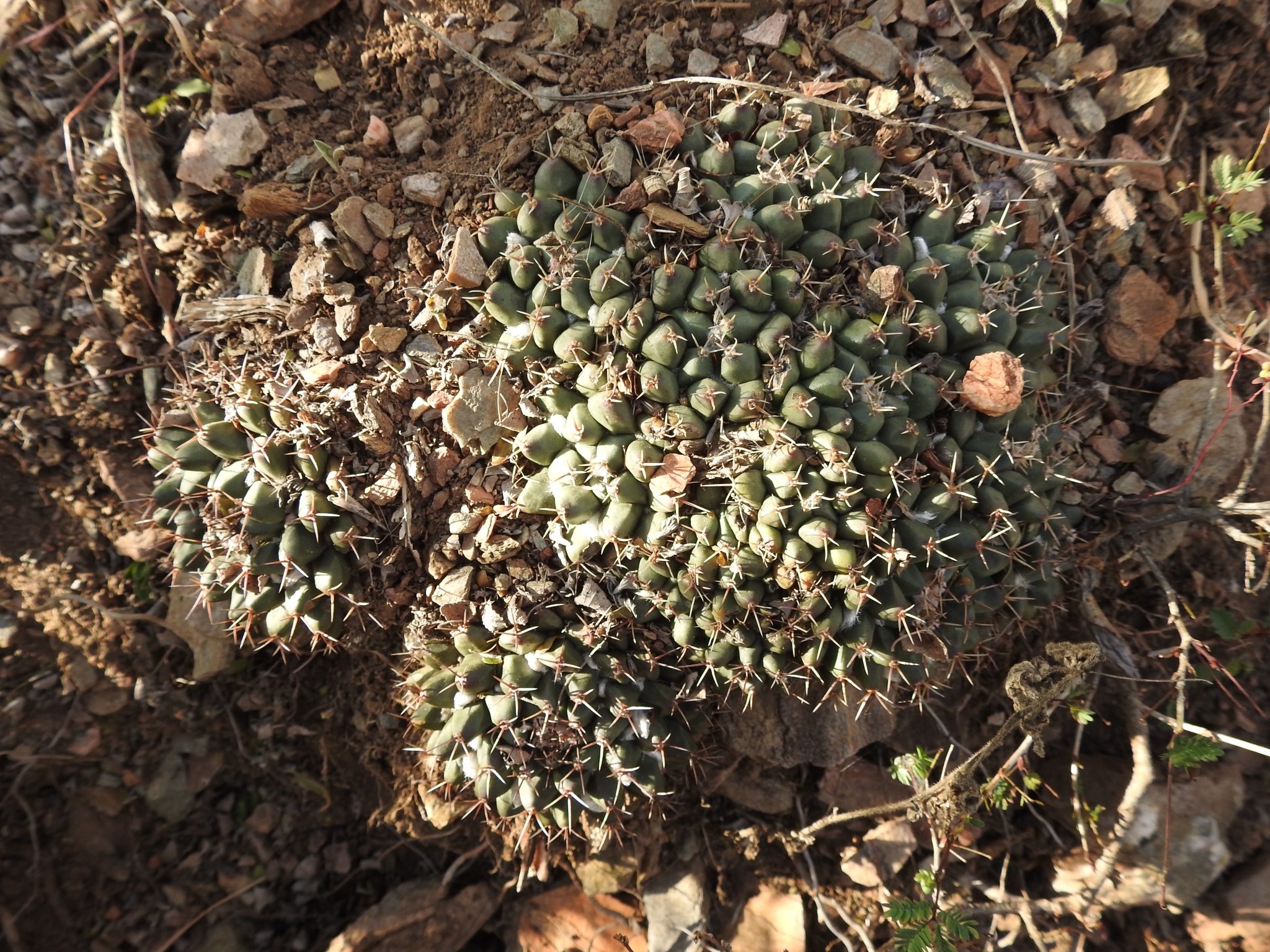 Mammillaria winterae ssp. aramberri