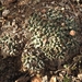 Mammillaria winterae aramberri - Photo (c) Toño Hernández, some rights reserved (CC BY-NC), uploaded by Toño Hernández
