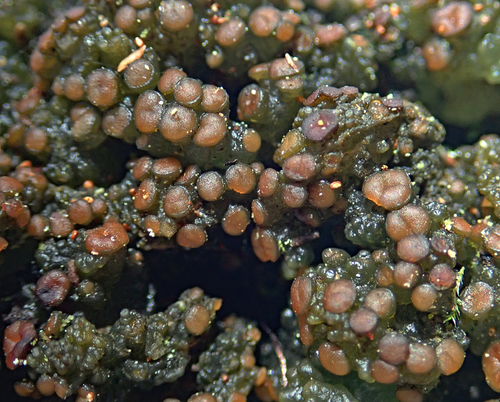 Gabura fascicularis