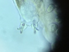 Mesobiotus