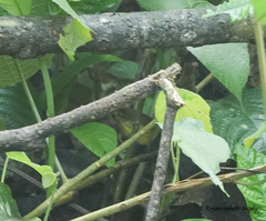 Cettia castaneocoronata