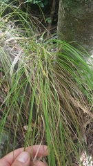 Carex flagellifera