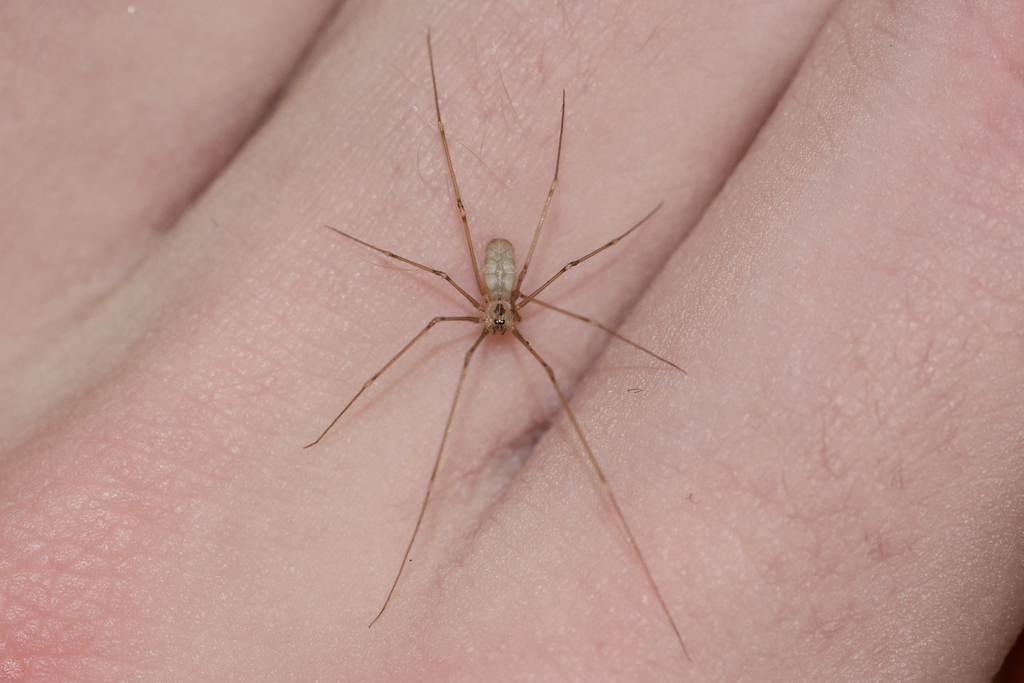 Cellar spider