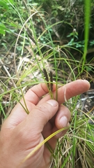 Carex flagellifera