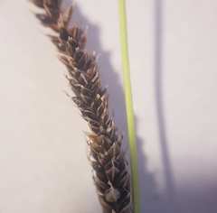 Carex flagellifera