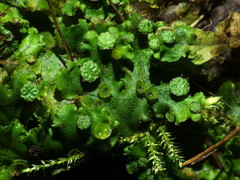 Marchantia polymorpha ruderalis