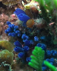 Clavelina moluccensis
