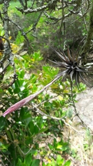 Tillandsia incarnata