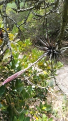 Tillandsia incarnata