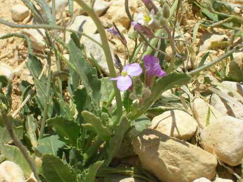 Diplotaxis acris (Diplotaxis acris)