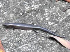 Ateuchosaurus chinensis