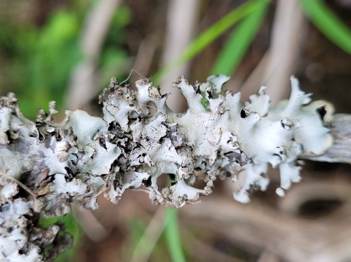 Representative image of Parmotrema arnoldii