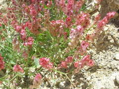 Rumex cyprius