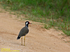 Vanellus indicus lankae