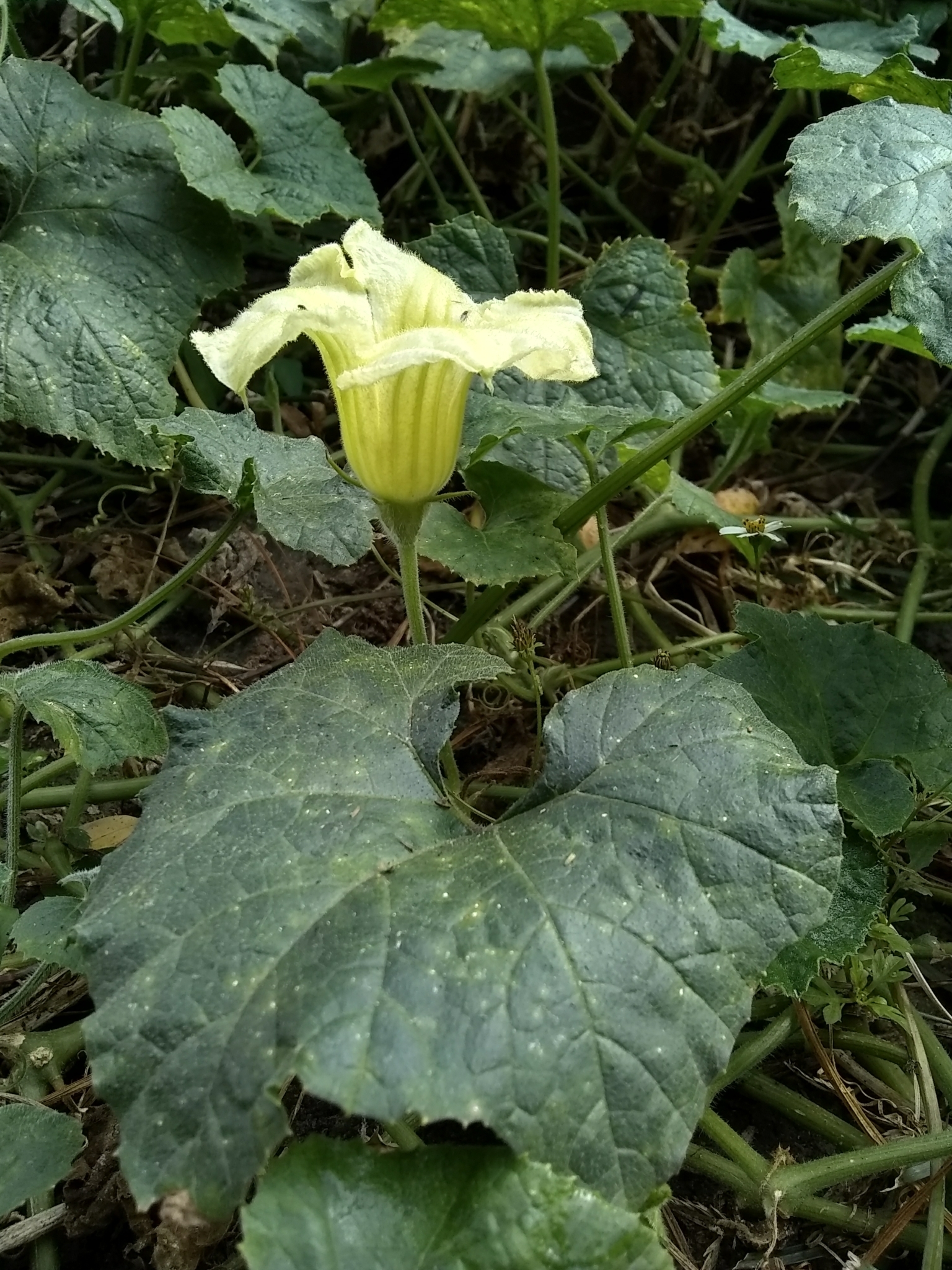 Cucurbita okeechobeensis