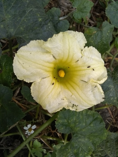 Image of Cucurbita okeechobeensis by (c) Oscar Marín, some rights reserved (CC BY-SA)