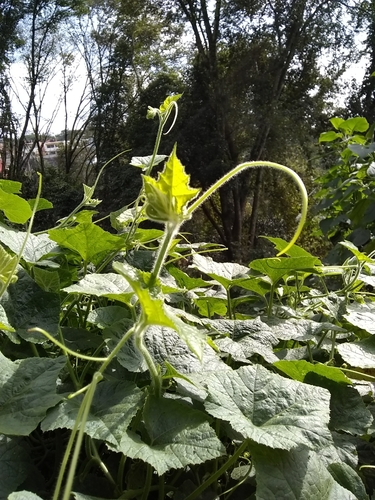 Image of Cucurbita okeechobeensis by (c) Oscar Marín, some rights reserved (CC BY-SA)