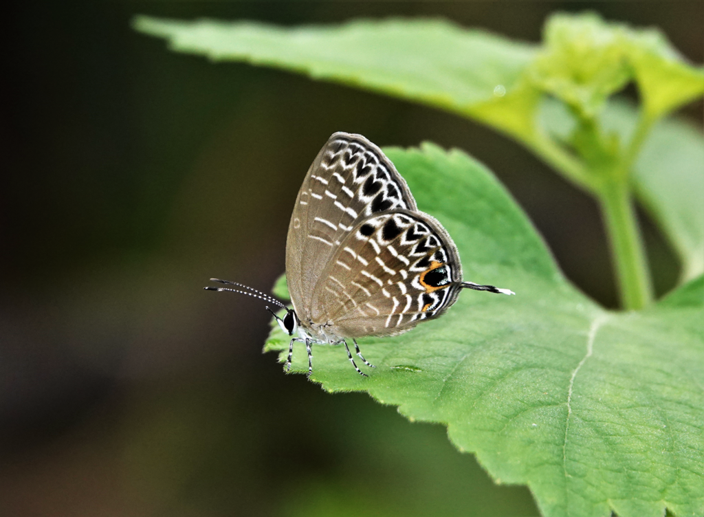 Jamides snelleni