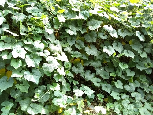 Image of Cucurbita okeechobeensis by (c) Oscar Marín, some rights reserved (CC BY-SA)