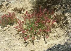 Rumex cyprius