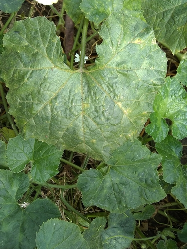Image of Cucurbita okeechobeensis by (c) Oscar Marín, some rights reserved (CC BY-SA)