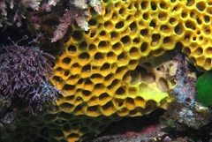 Holopsamma laminaefavosa