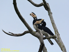 Anthracoceros coronatus