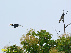 Anthracoceros coronatus