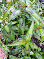 Persicaria odorata
