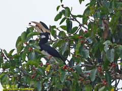 Anthracoceros coronatus