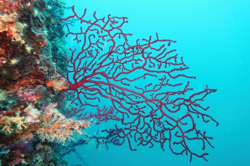 Red sea fan