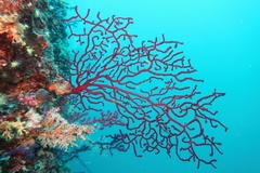 Red sea fan