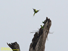 Psittacula krameri manillensis